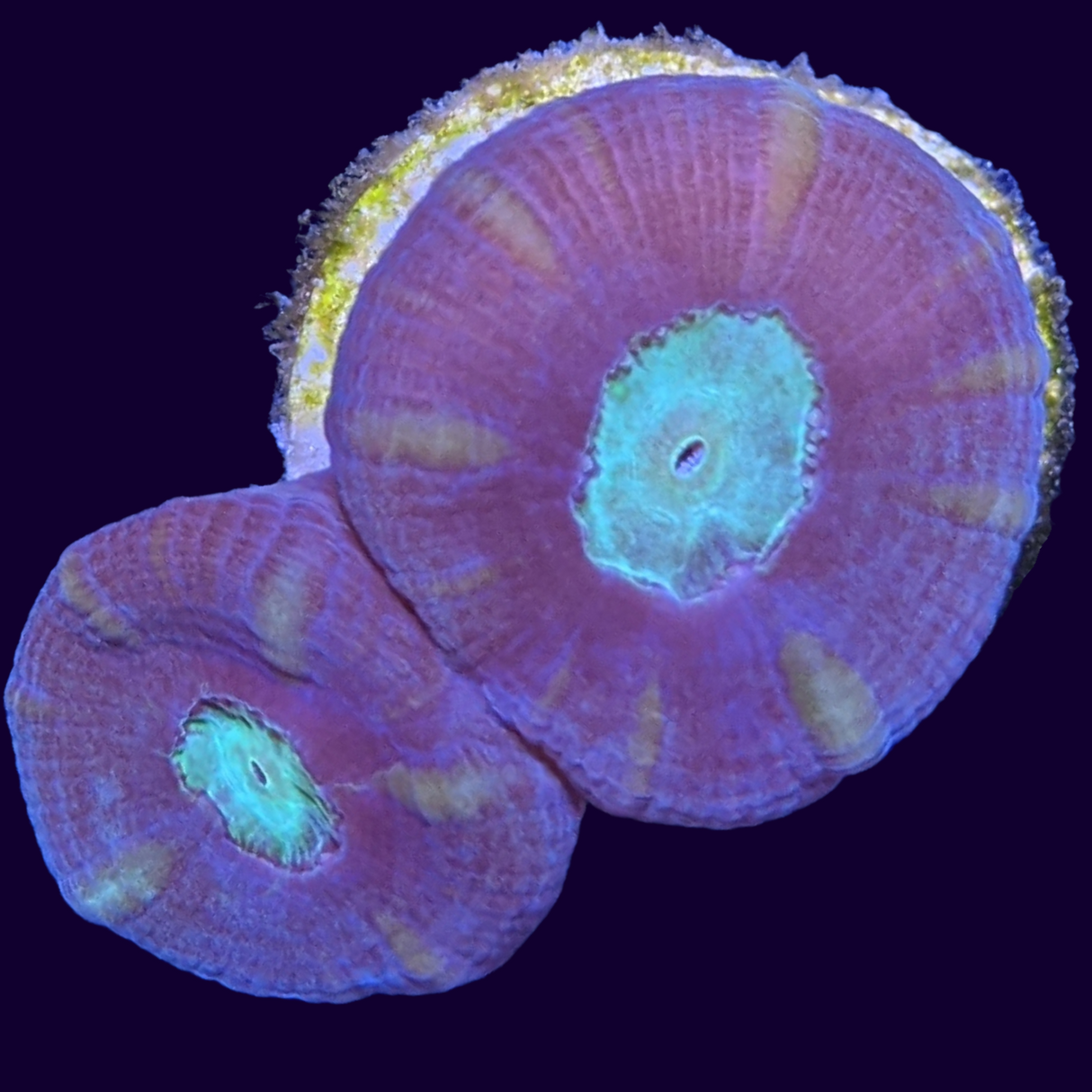 Aqua Green Candy Cane