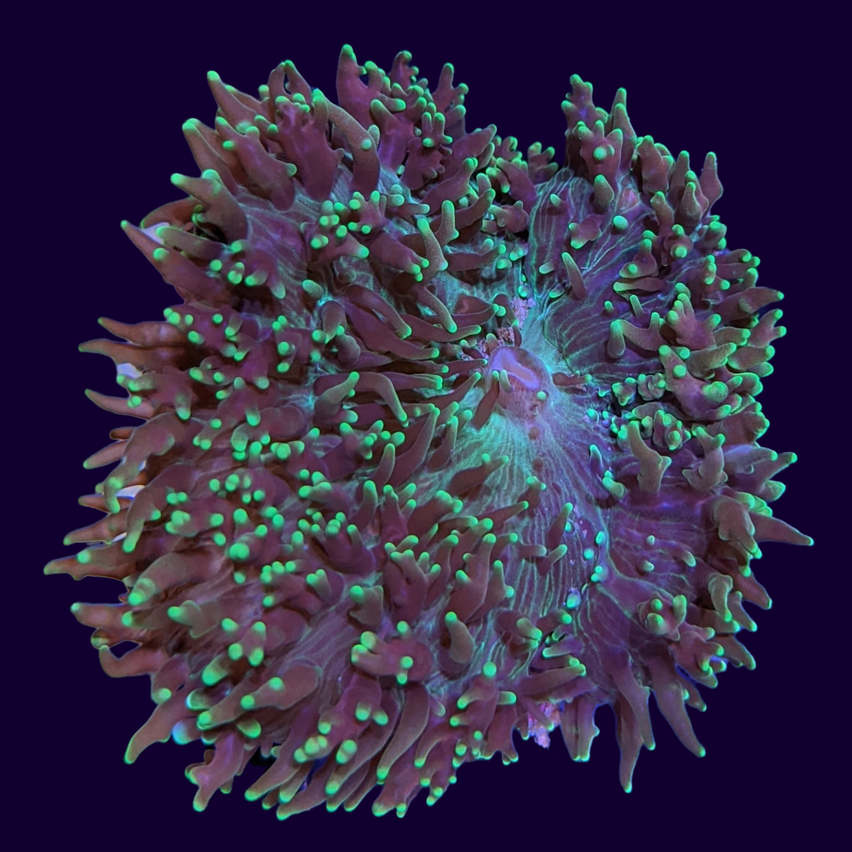 Green Fuzzy Indo Mushroom