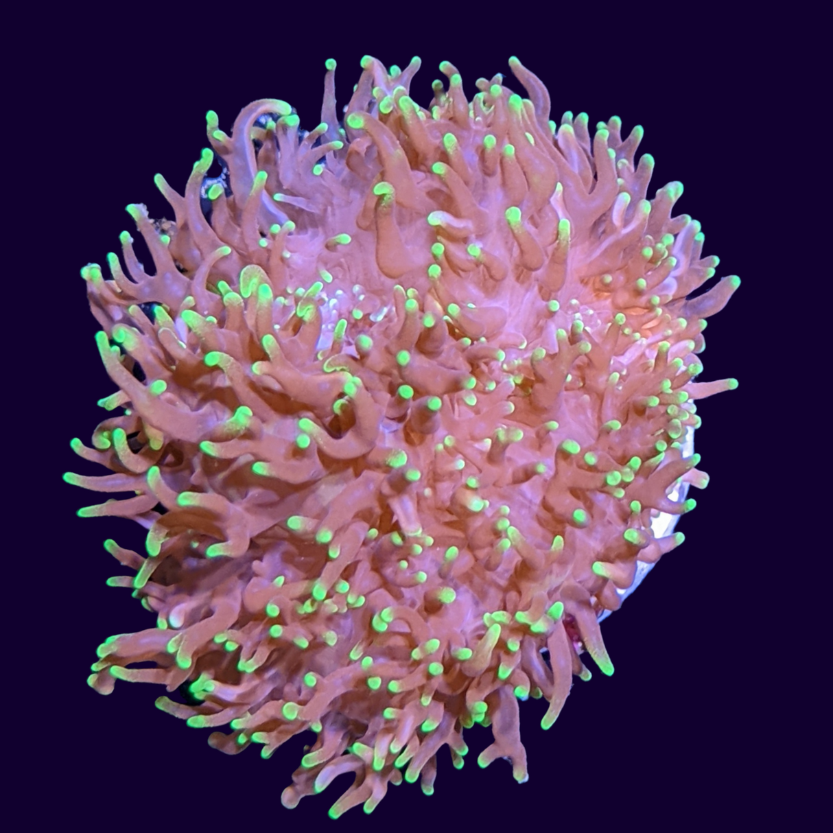 Green Fuzzy Indo Mushroom