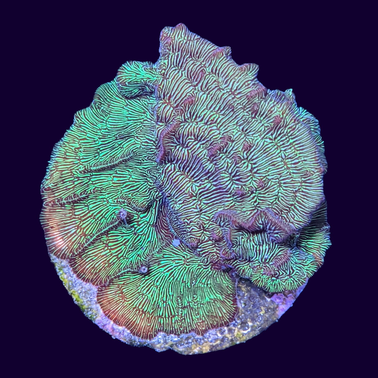 Large Metallic Green Pavona (UK Grown)