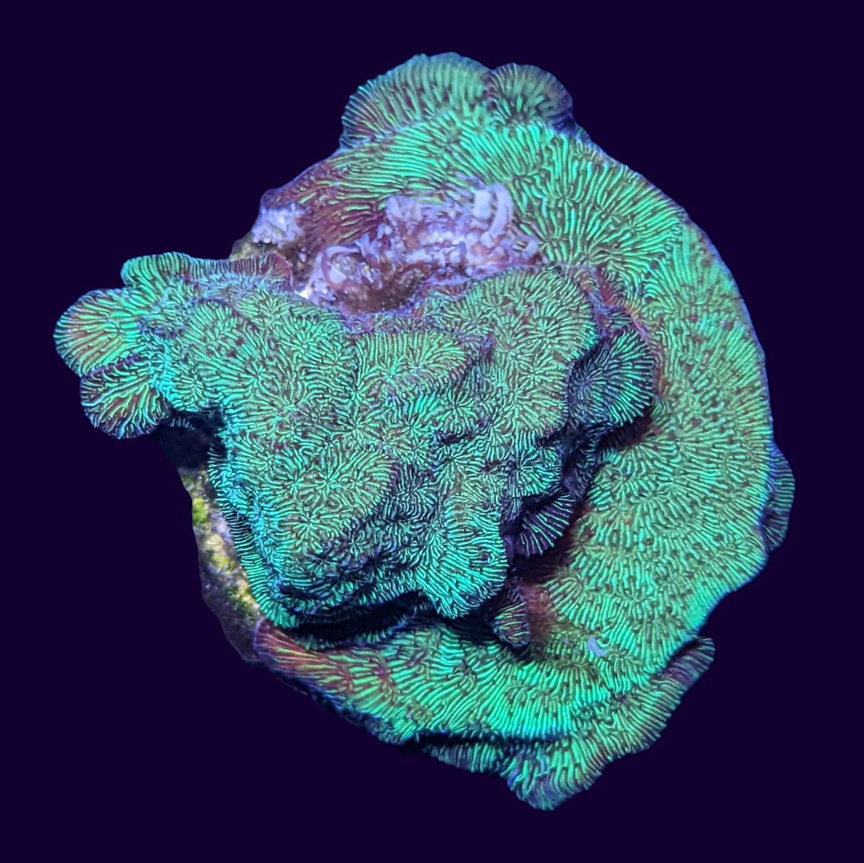 Large Metallic Green Pavona (UK Grown)