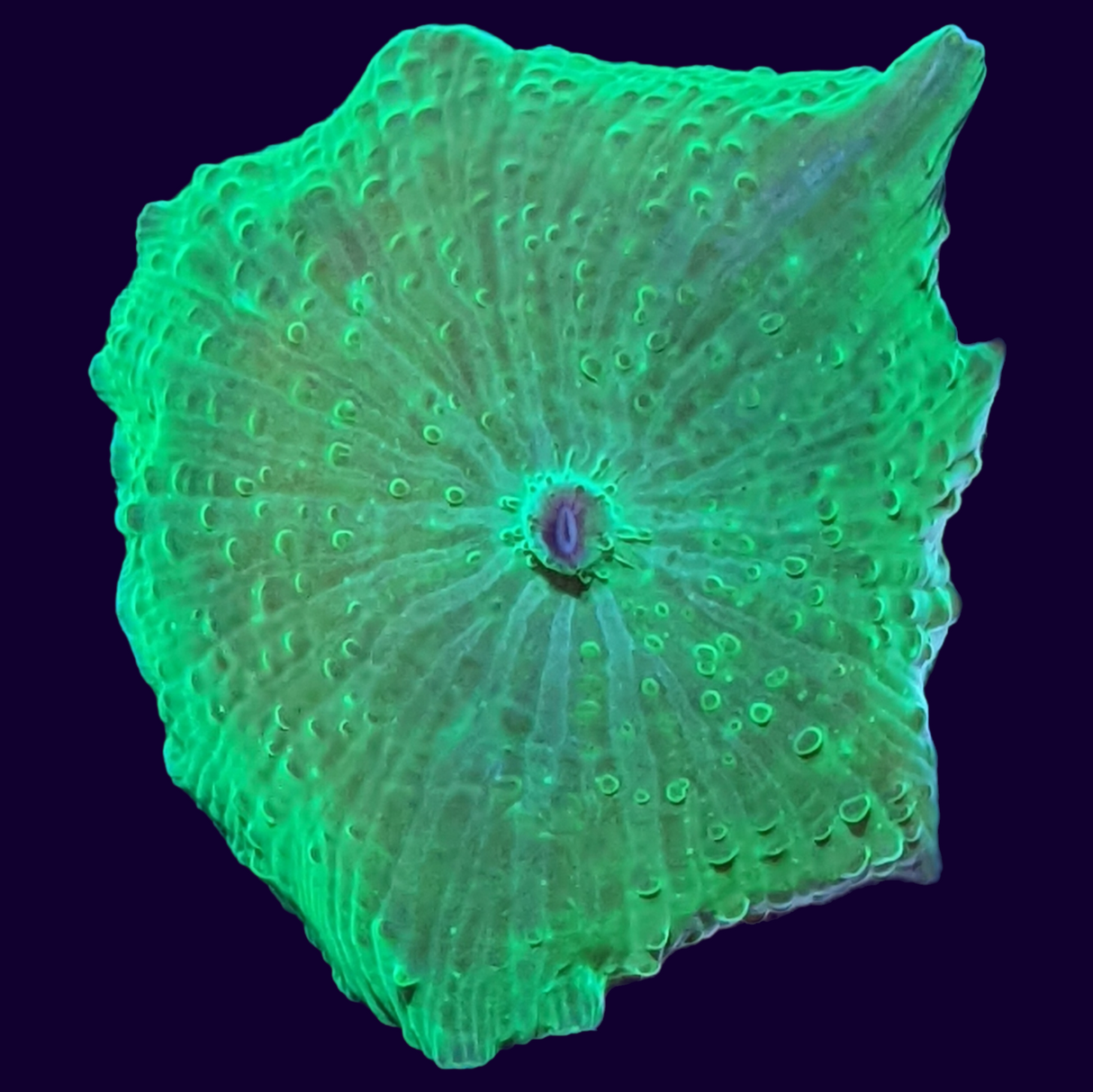 Green Discosoma Mushroom