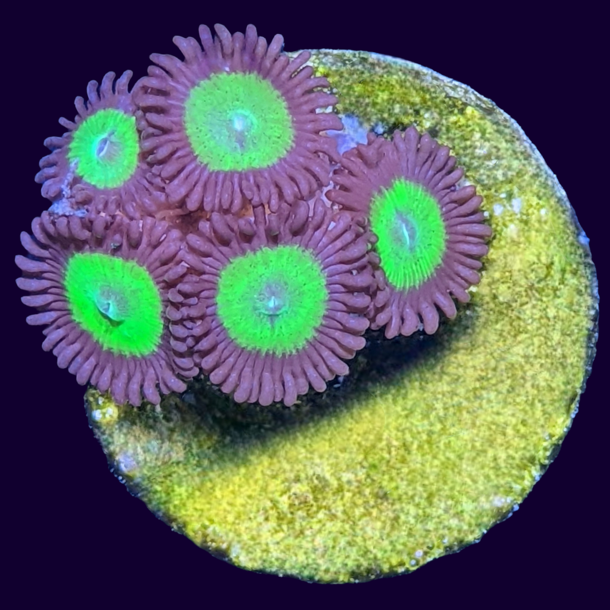 Fake Candy Apple Zoa Frag (UK Grown)