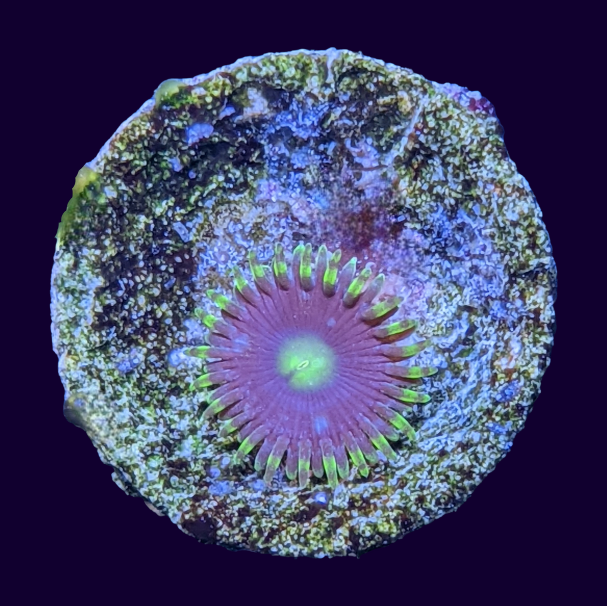 Radioactive Dragons Eye Zoa Frag (UK Grown)