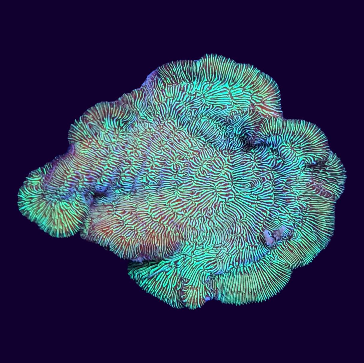 Metallic Green Pavona (UK Grown)