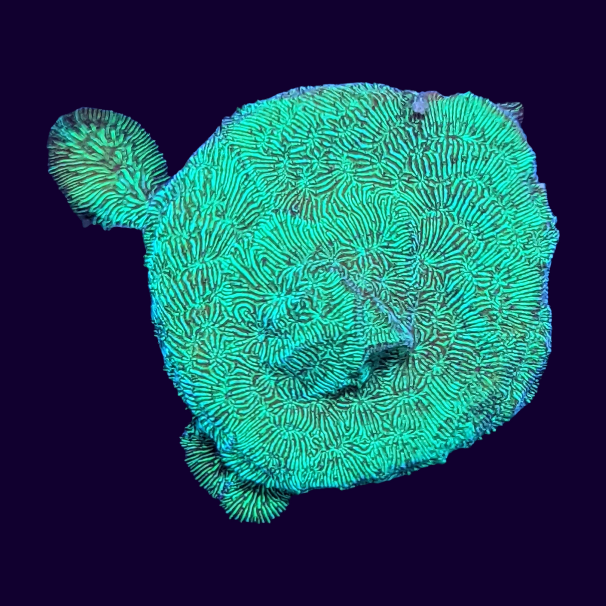 Metallic Green Pavona (UK Grown)