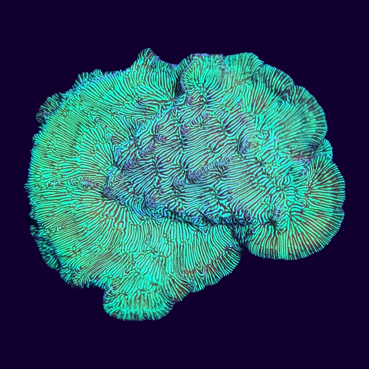 Metallic Green Pavona (UK Grown)