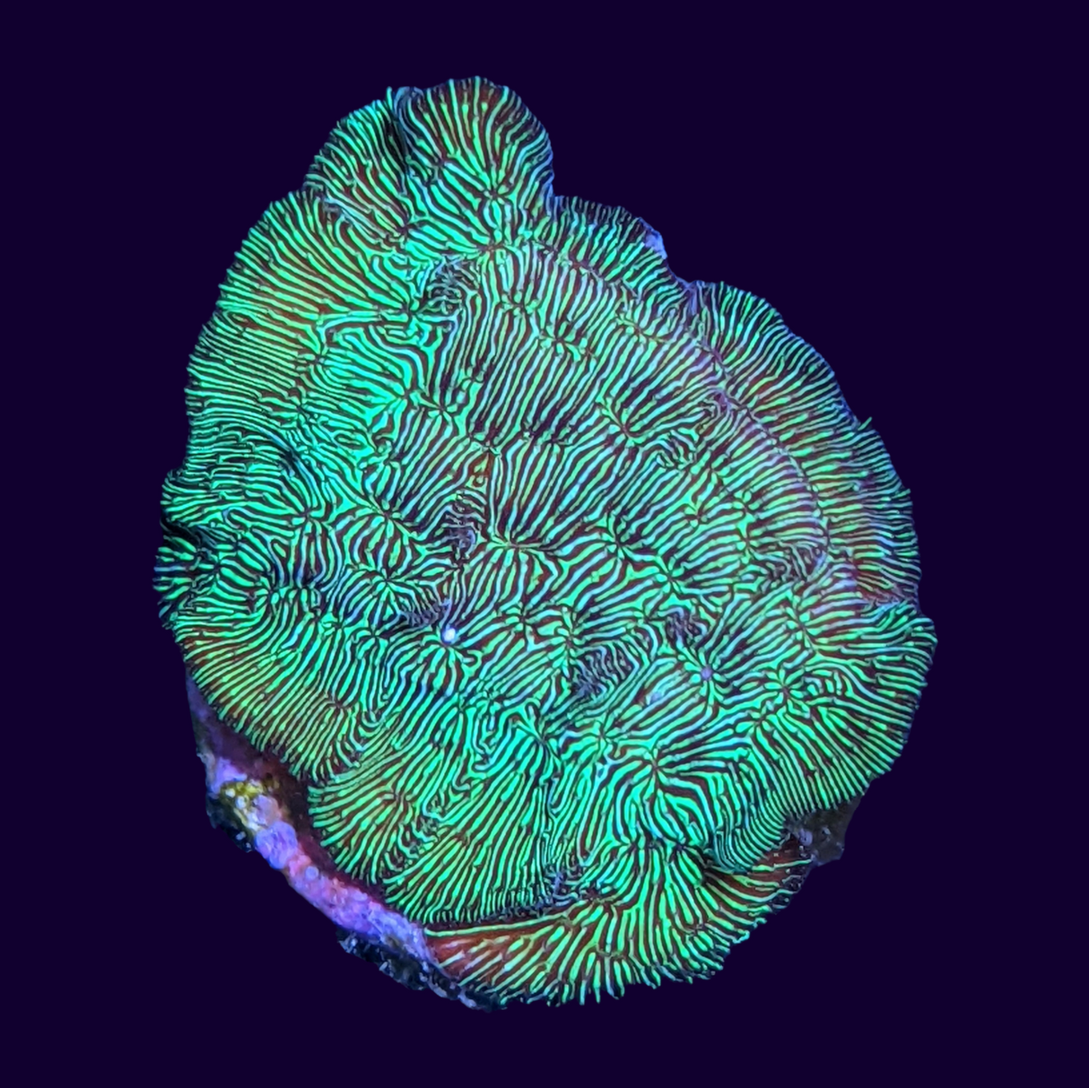 Metallic Green Pavona (UK Grown)