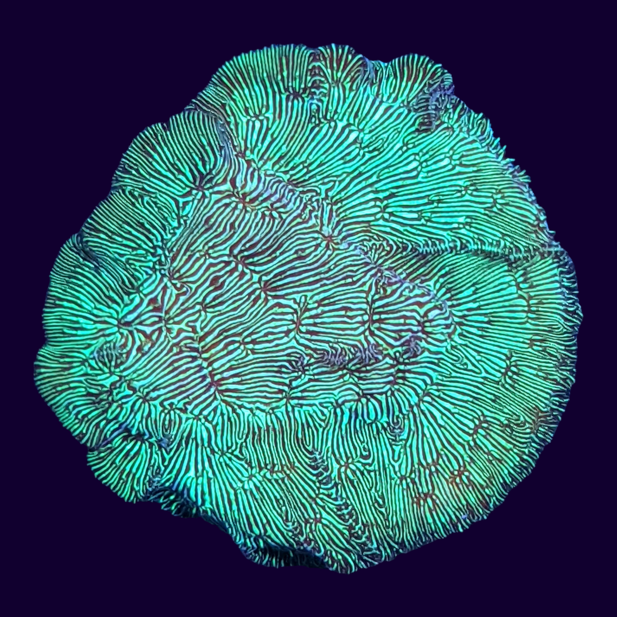 Metallic Green Pavona (UK Grown)
