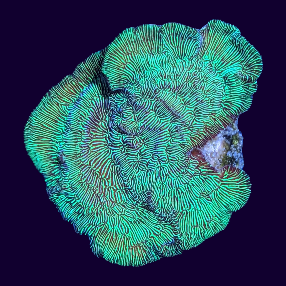 Metallic Green Pavona (UK Grown)