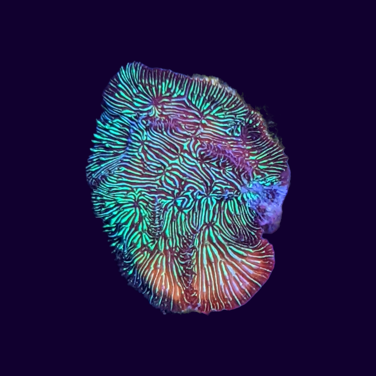 Metallic Green Pavona (UK Grown)