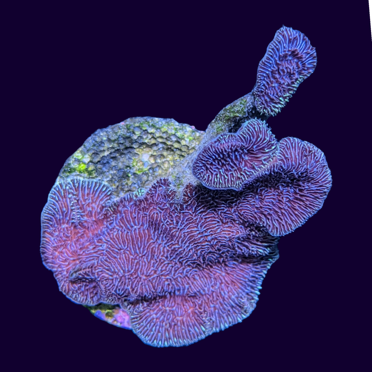 Large Deep Purple Pavona (UK Grown)