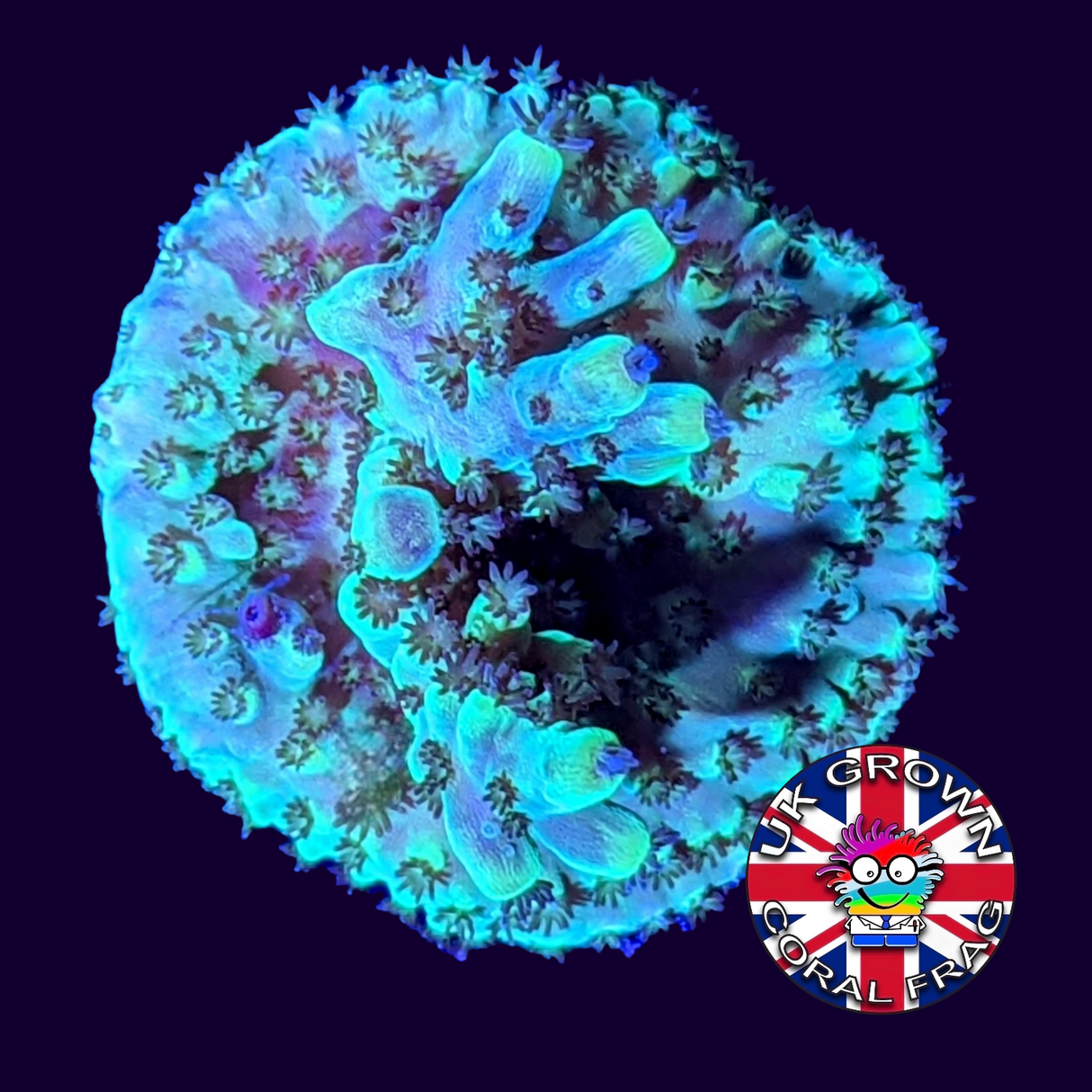 Acropora Frag (UK Grown)