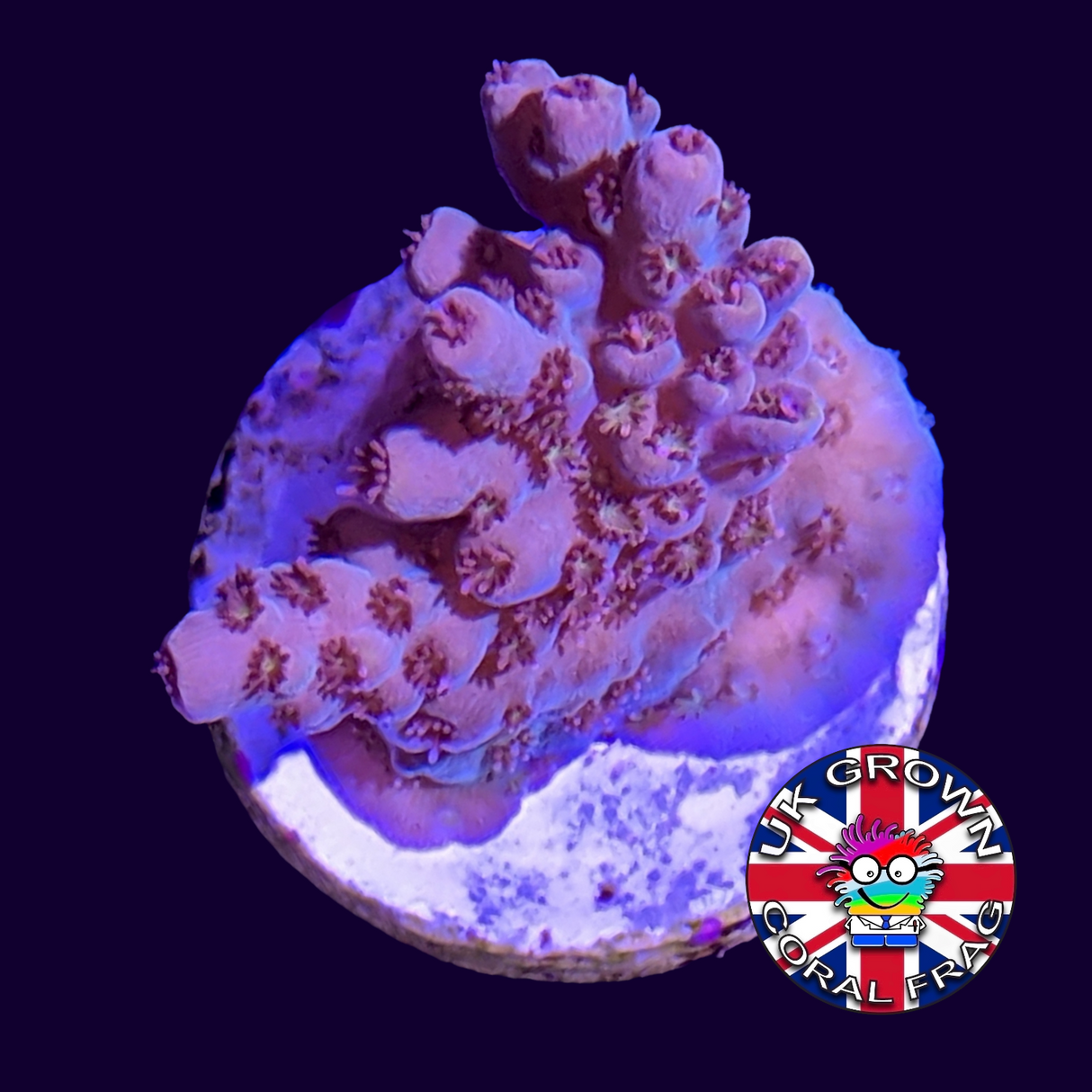 Acropora Frag (UK Grown)