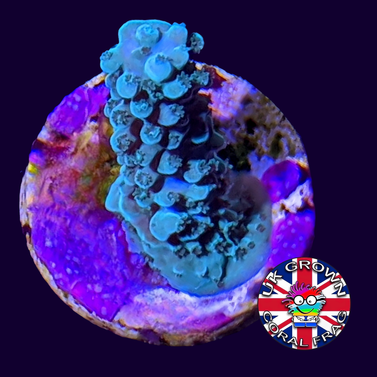 Acropora Frag (UK Grown)