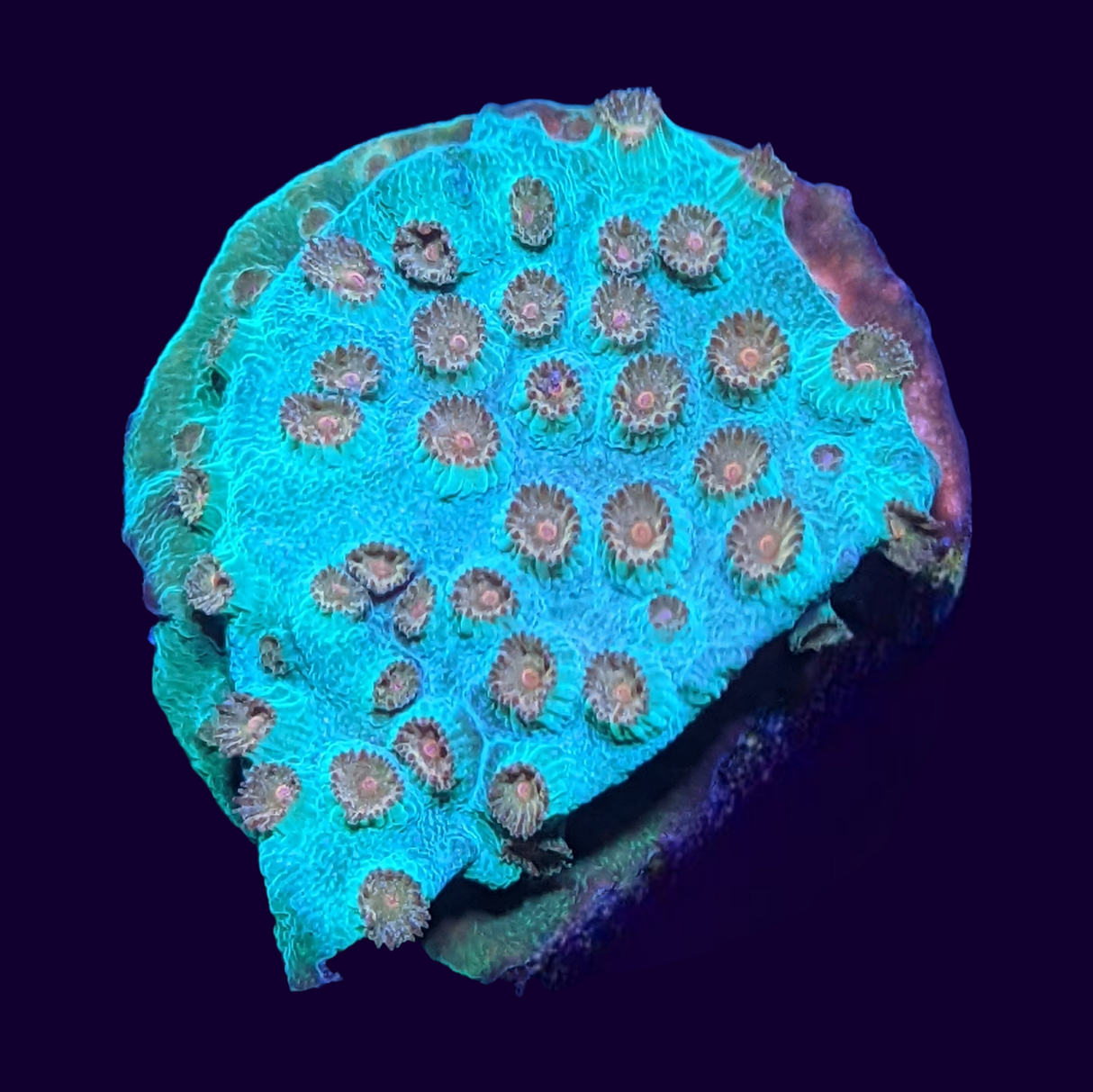 Meteor Shower Cyphastrea