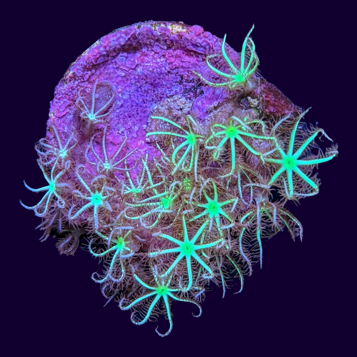 Green Star Polyp Frag