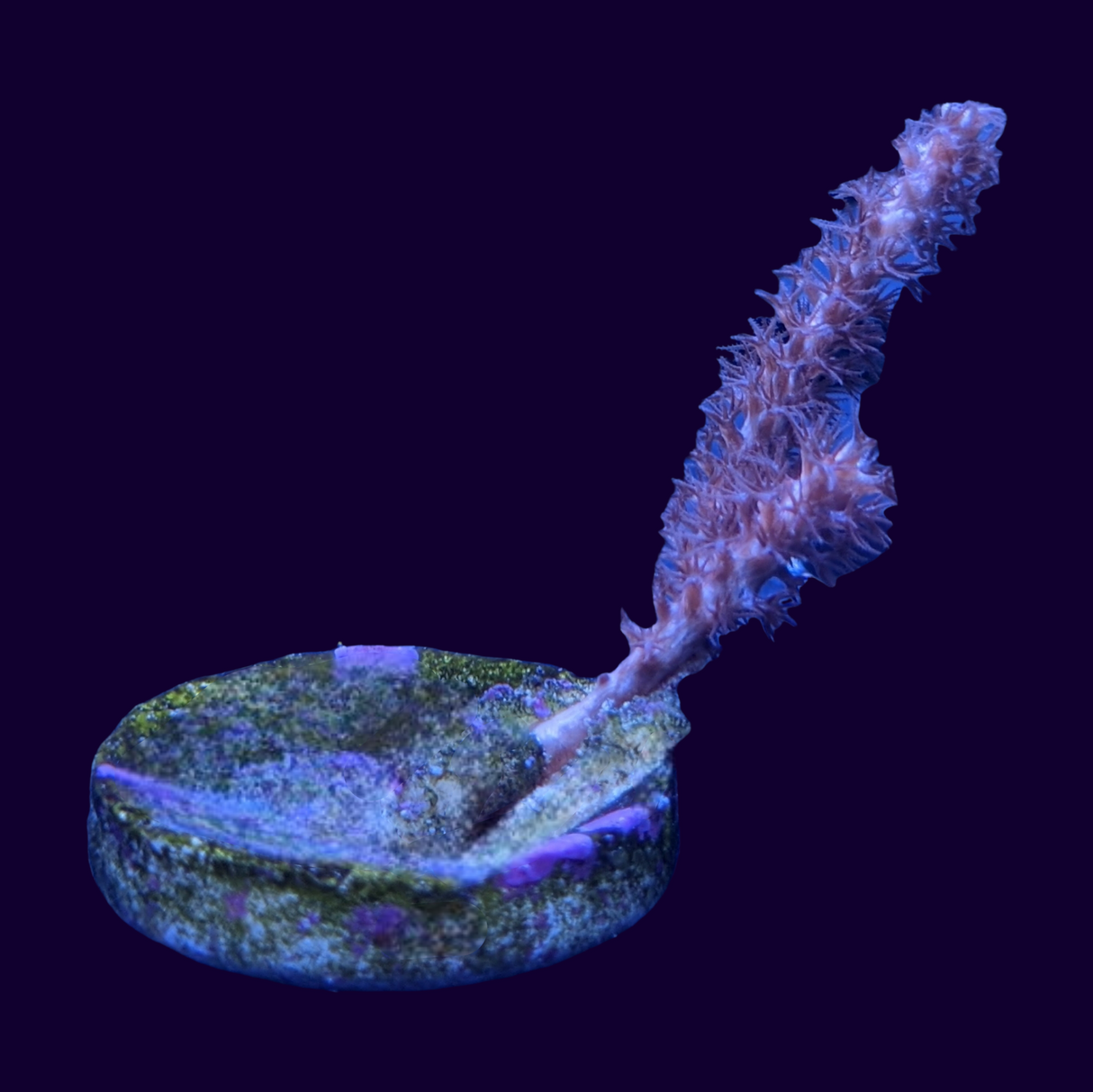 Gorgonian