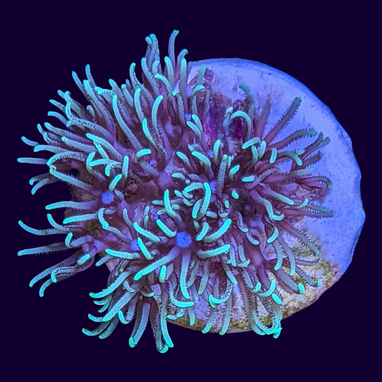 Green Star Polyp Frag