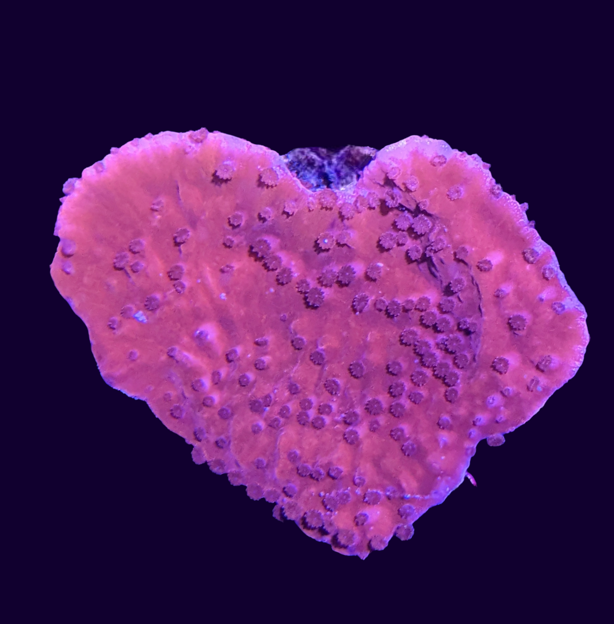 Red Montipora (UK Grown)