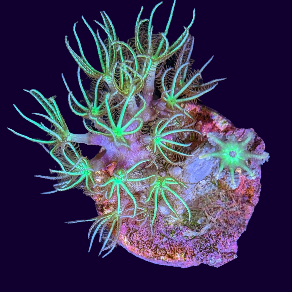 Green Star Polyp/ Green Clove Polyp Mixed Frag