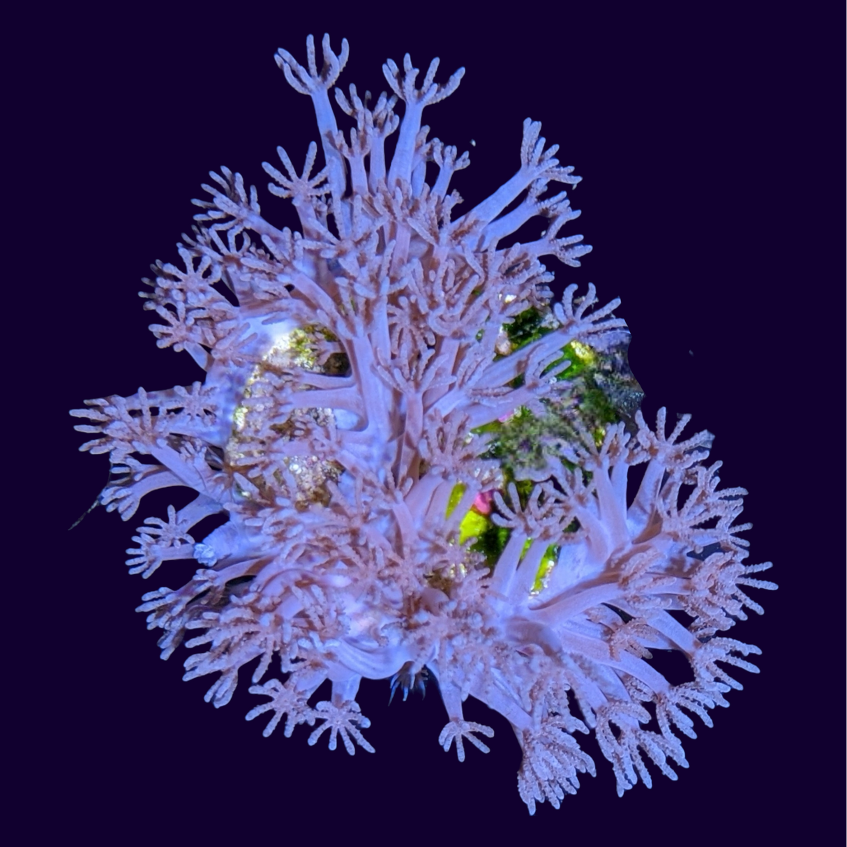 Xenia