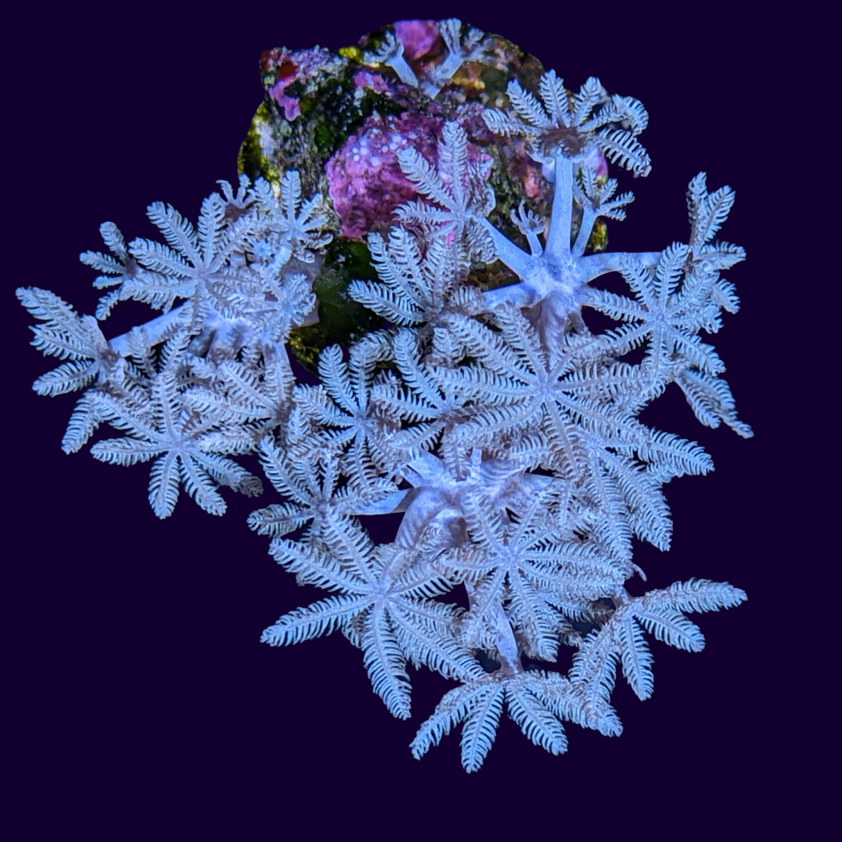 Waving Hand Coral