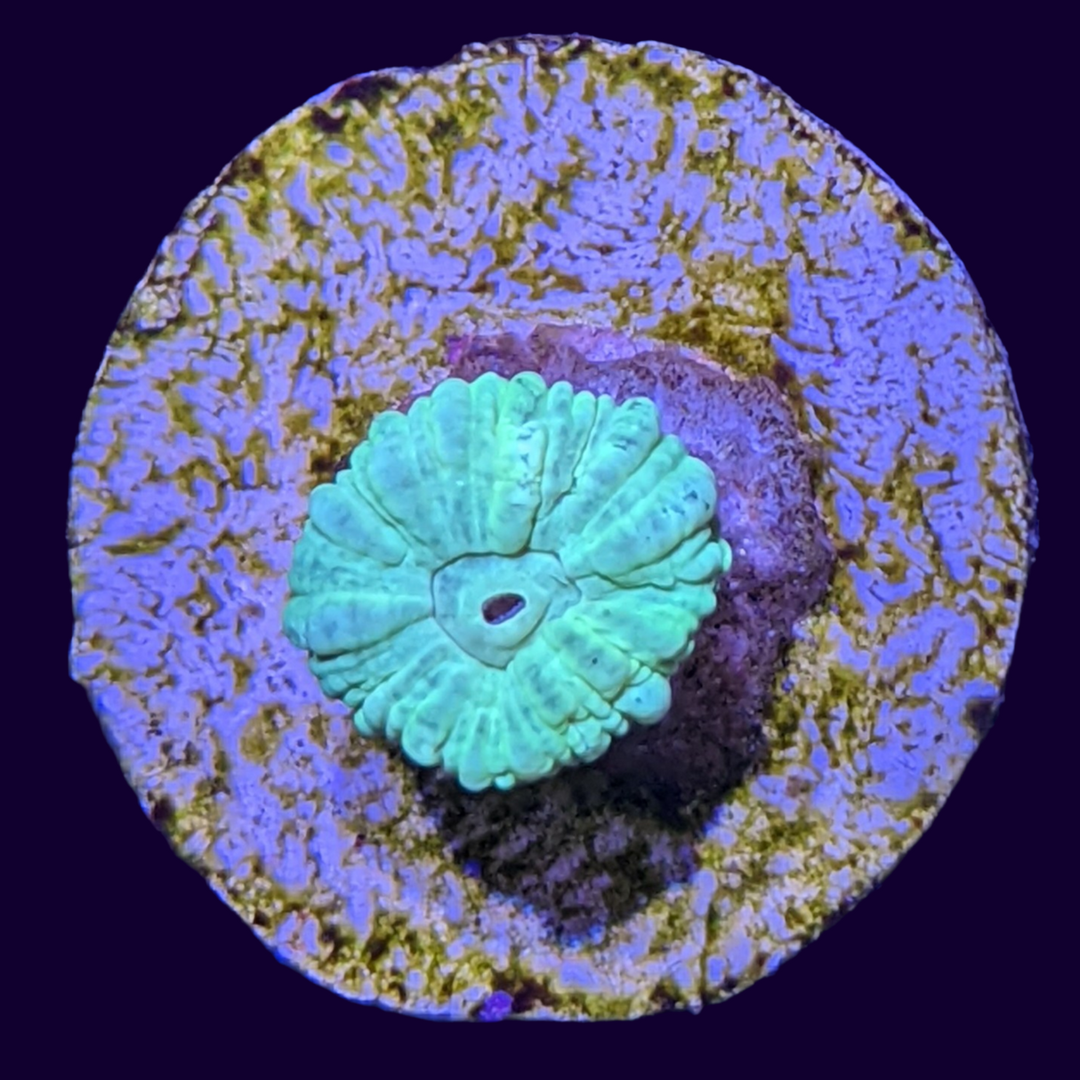 Neon Green Candy Cane