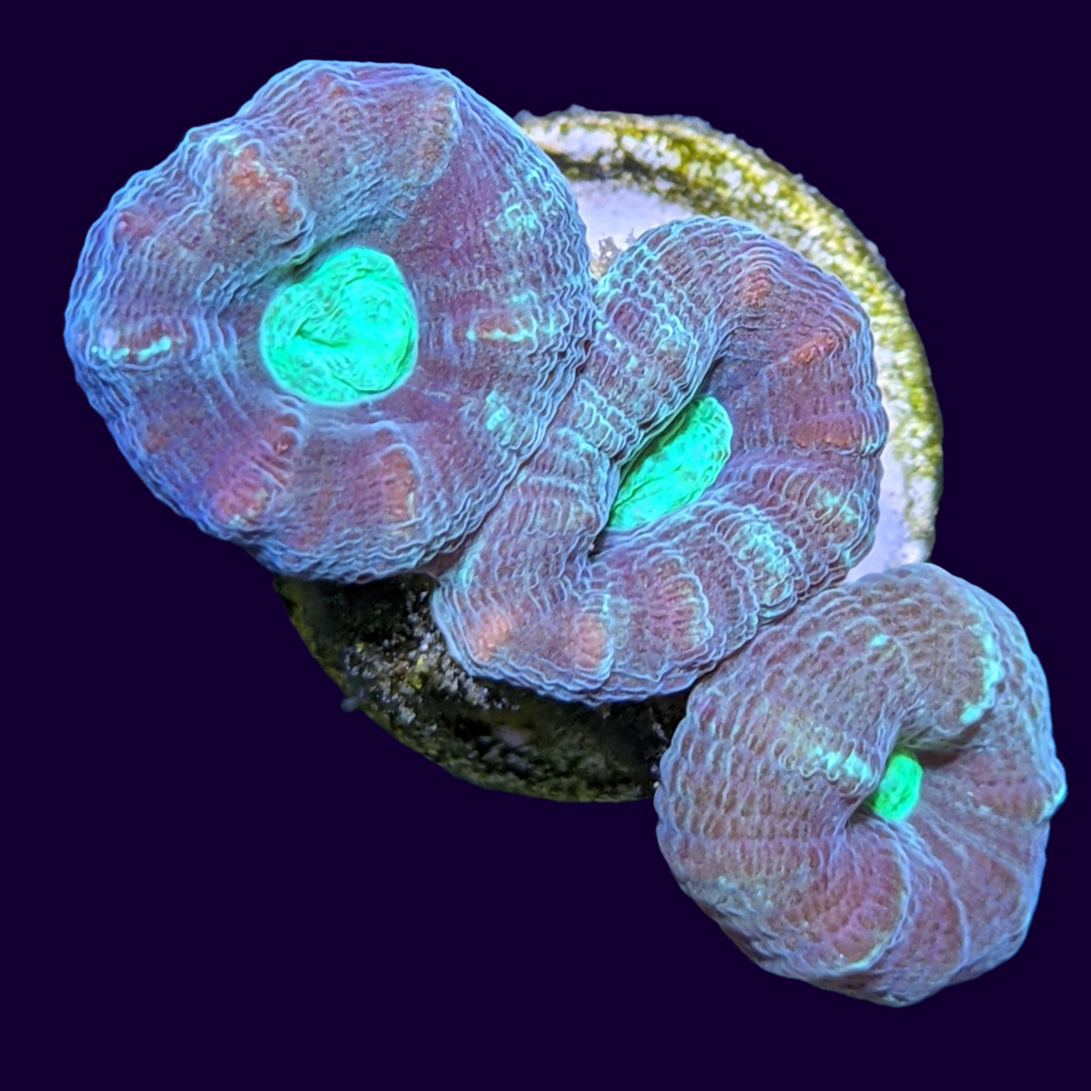 Aqua Green Candy Cane