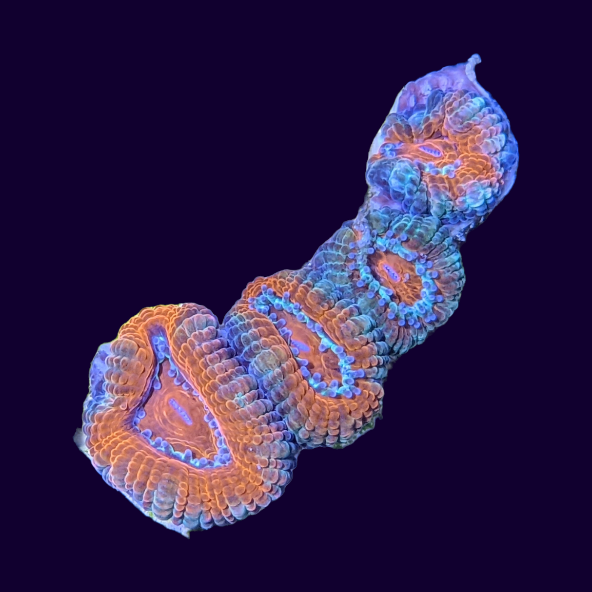 Acanthastrea Lordhowensi