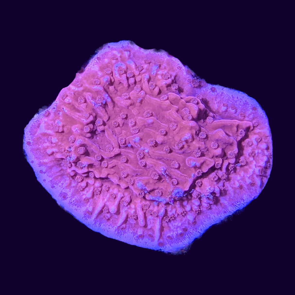 Red Montipora (UK Grown)