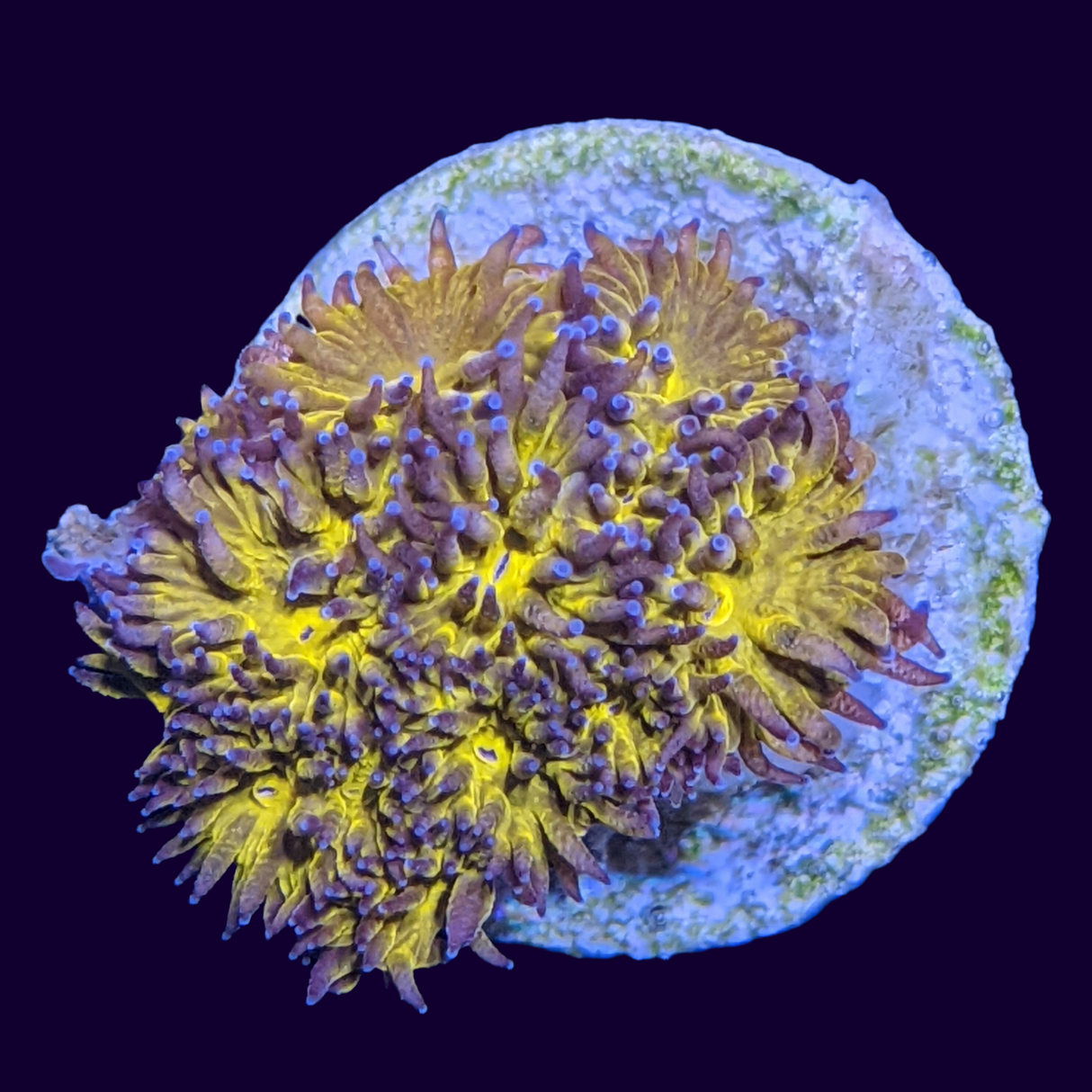 Orange Leptastrea Frag