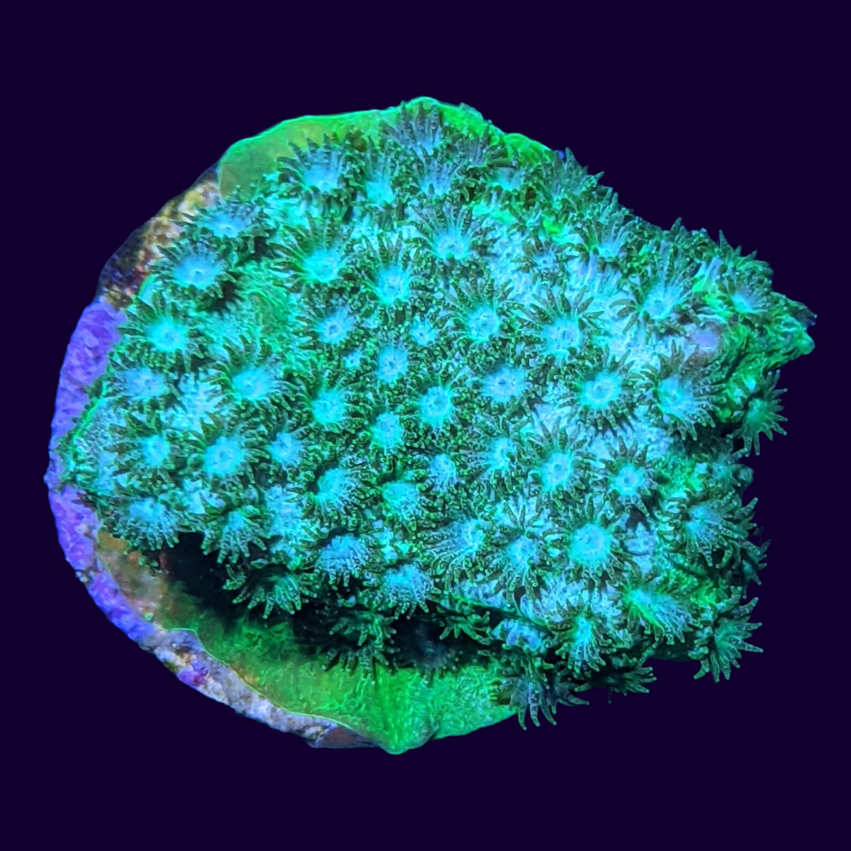 Bright Green Cyphastrea