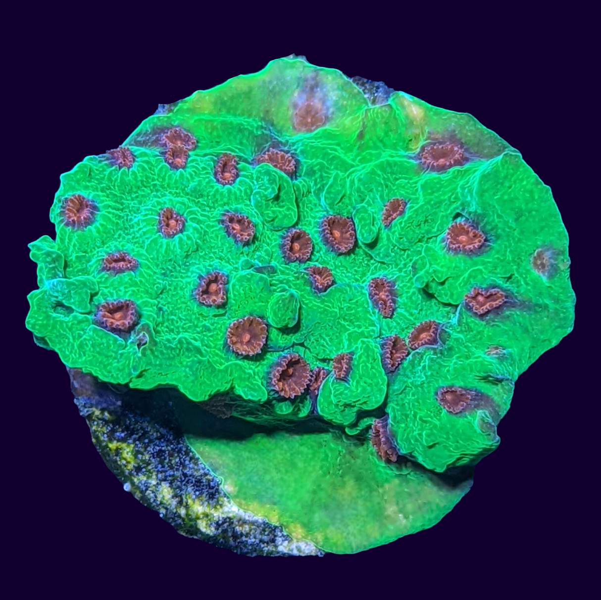 Jingle Bells Cyphastrea