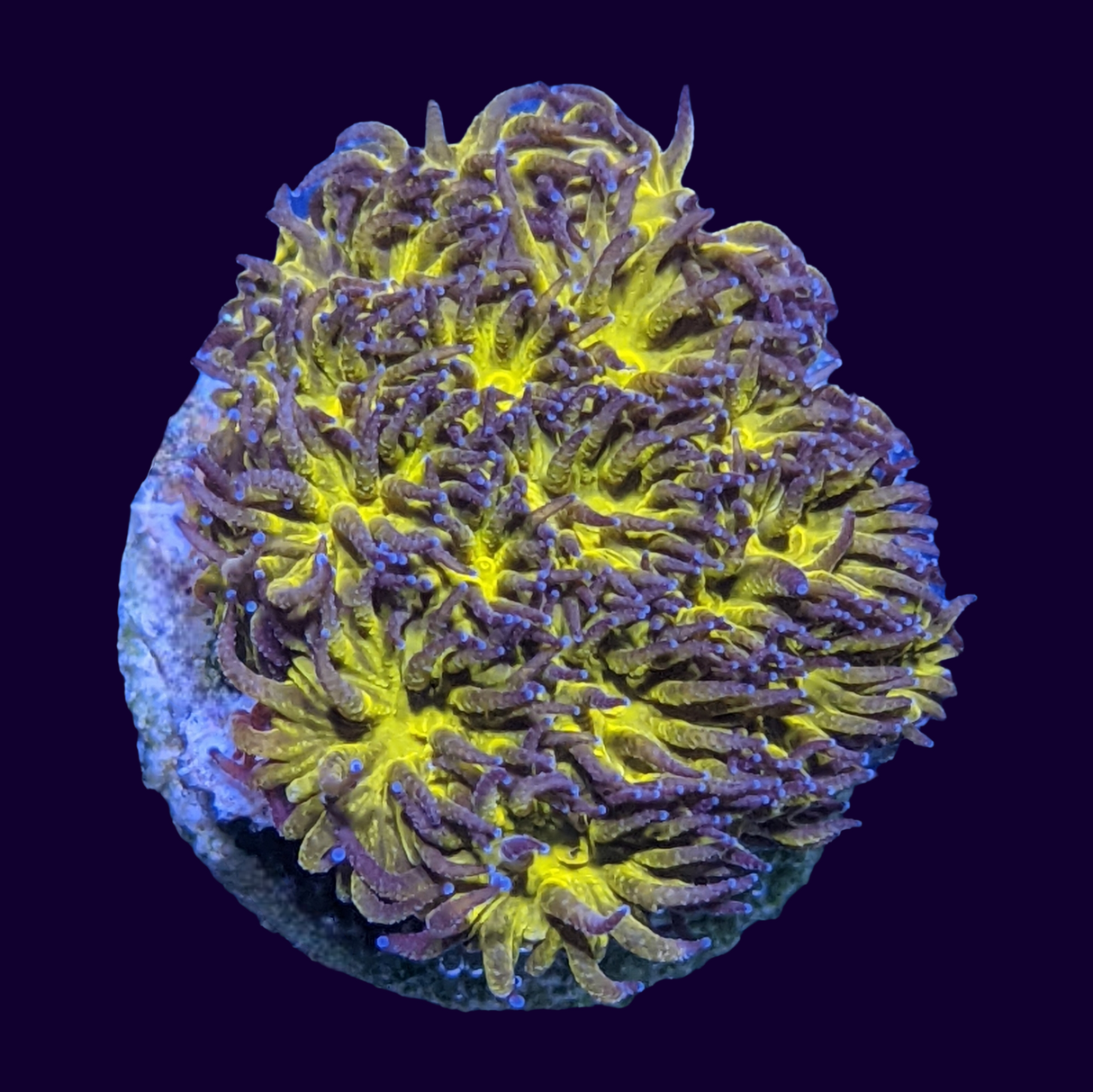 Orange Leptastrea Frag