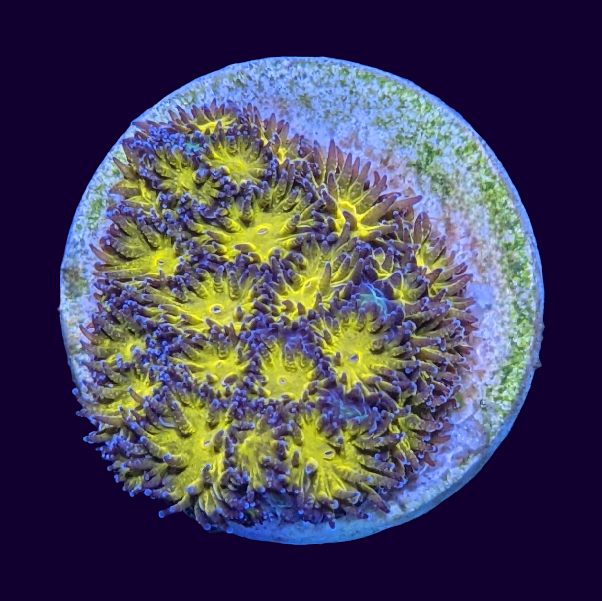 Orange Leptastrea Frag