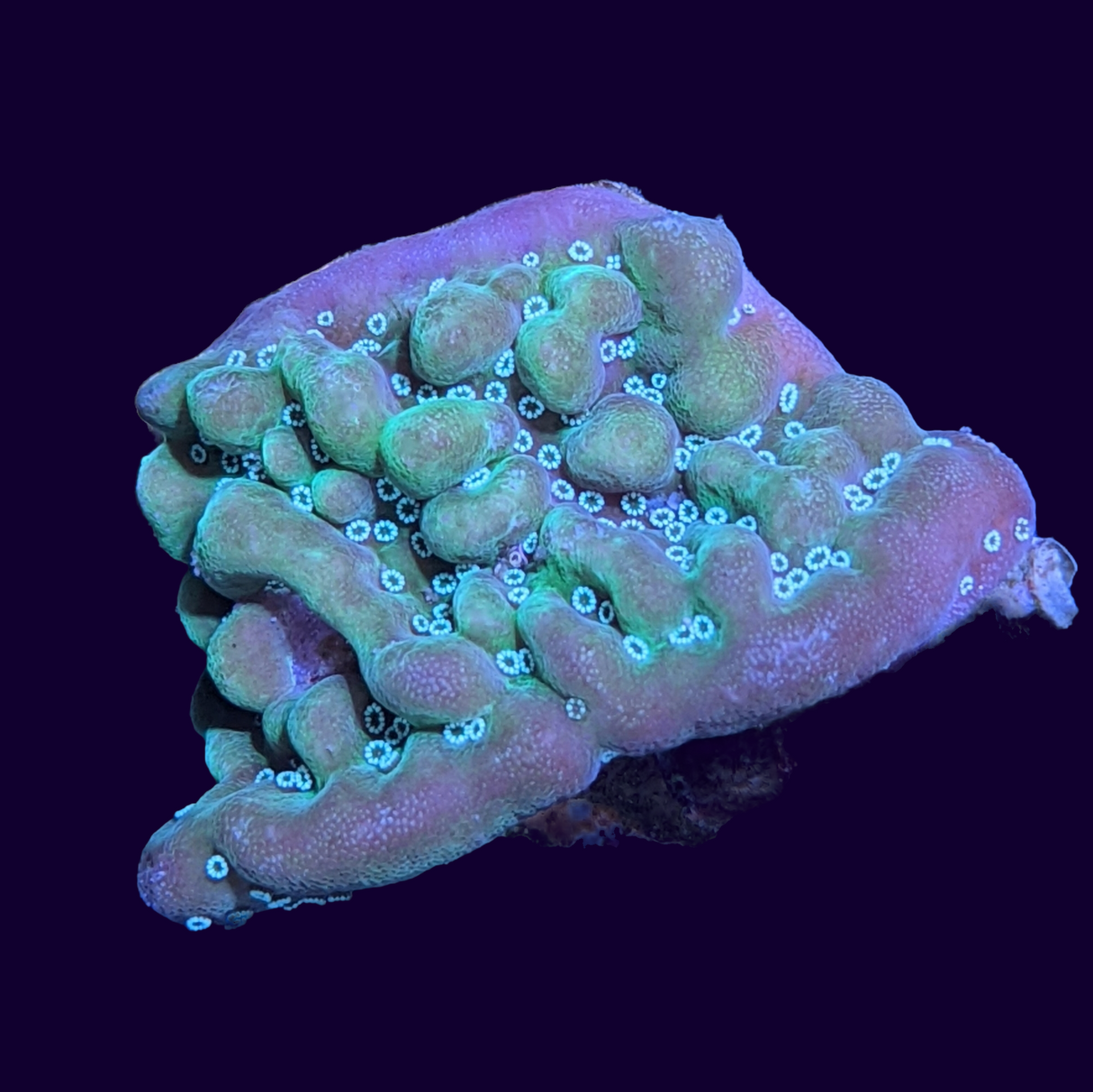 Green Cap Montipora