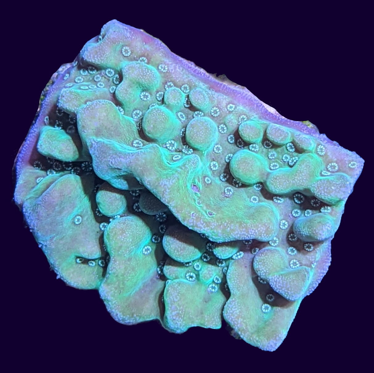Green Cap Montipora
