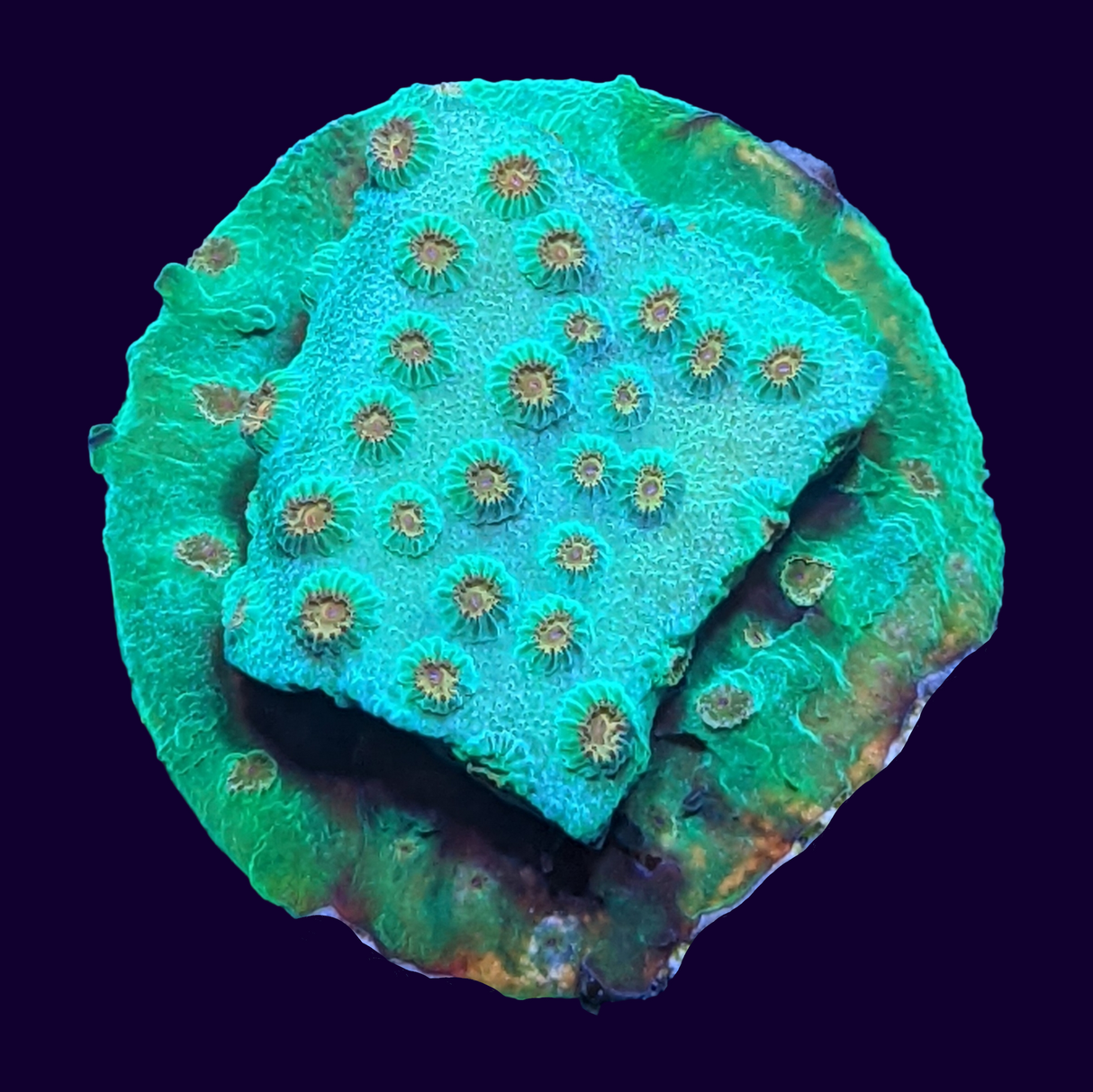 Meteor Shower Cyphastrea