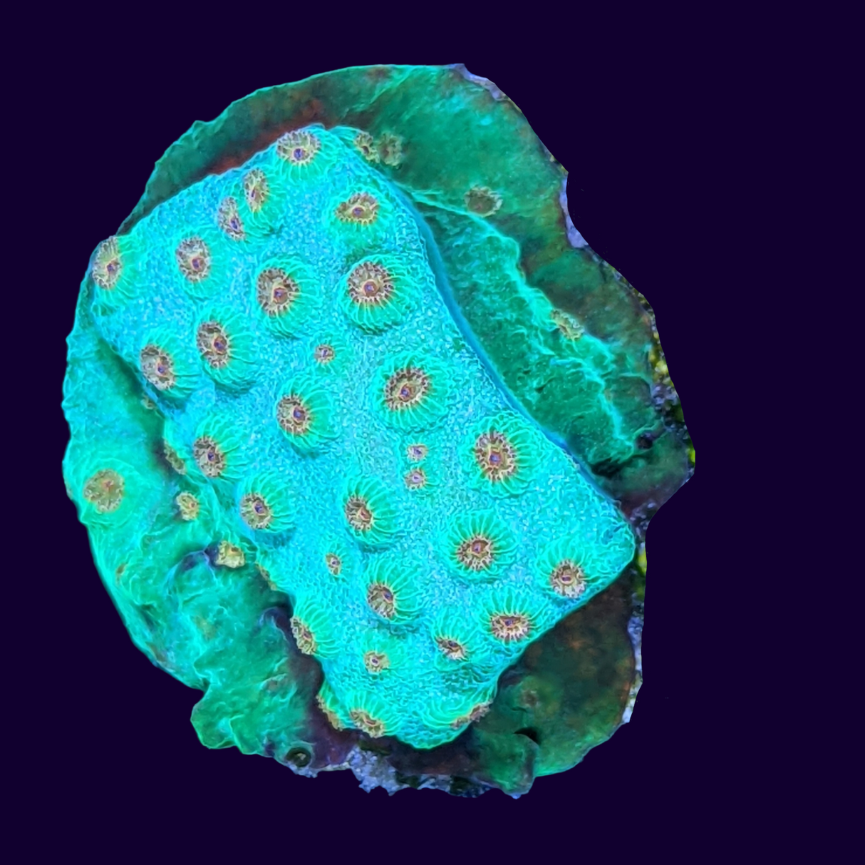 Meteor Shower Cyphastrea