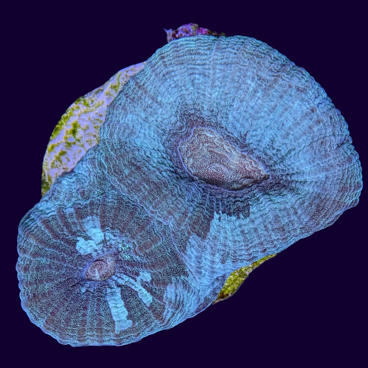 Oil Spill Goniastrea