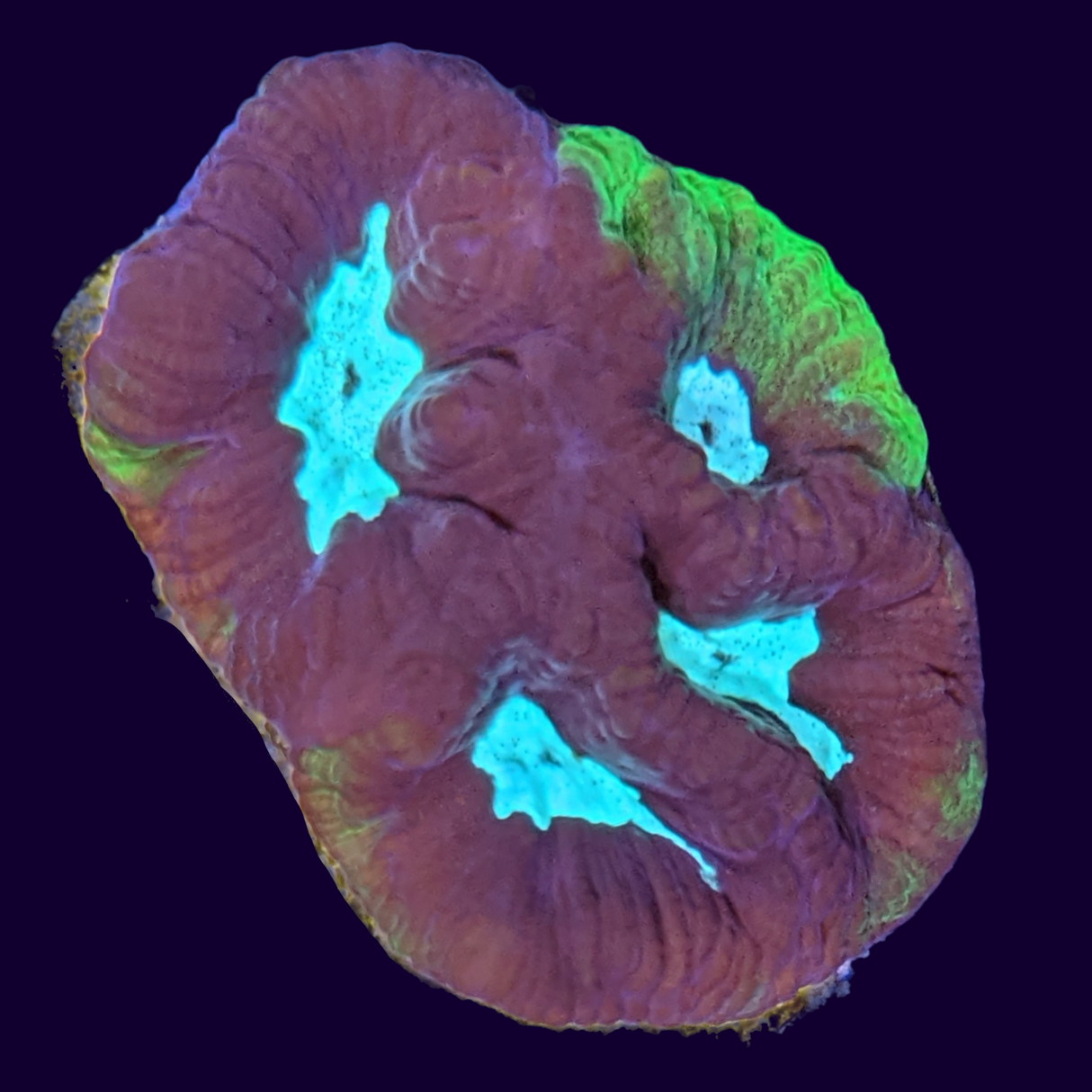 Chocolate Mint Favites