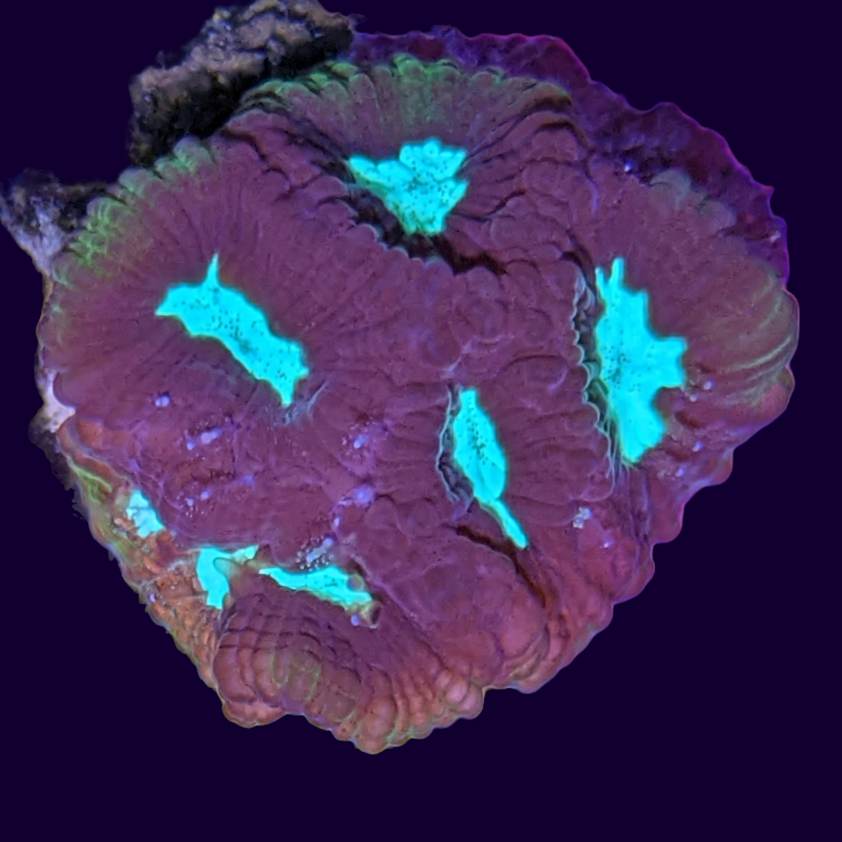 Chocolate Mint Favites