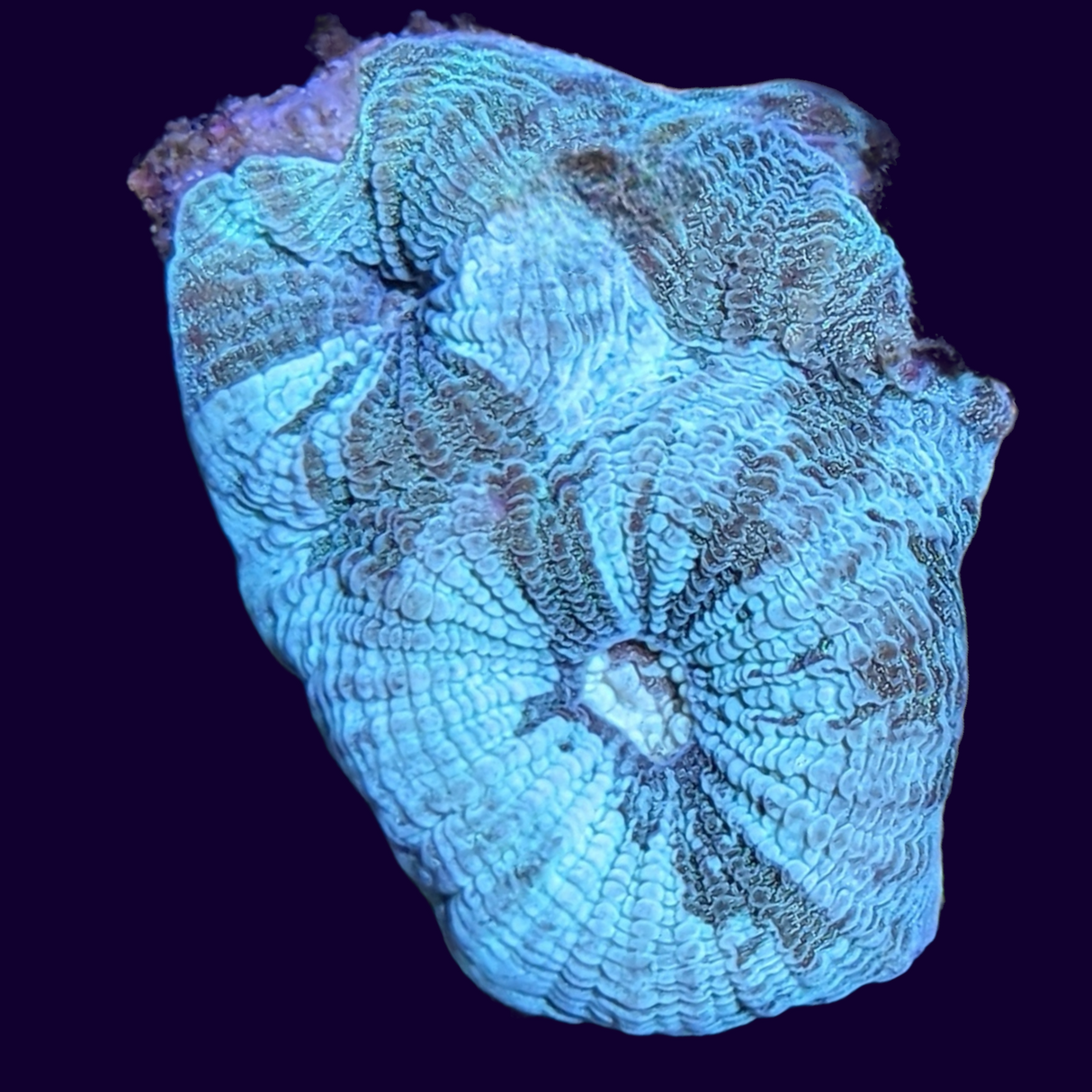 Oil Spill Goniastrea