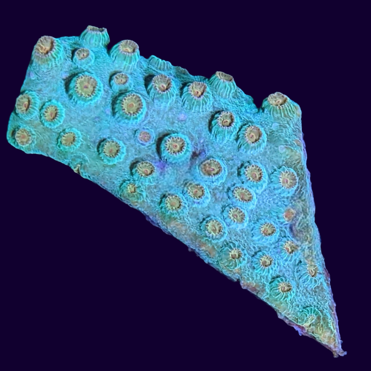 Meteor Shower Cyphastrea