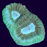 Green Goniastrea