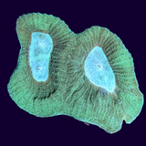 Green Goniastrea