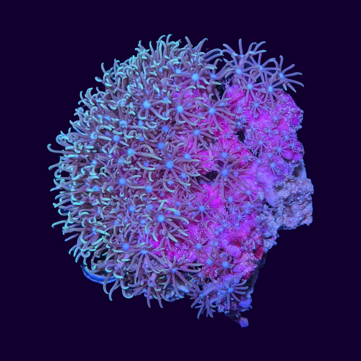 Green Star Polyp Mini Colony