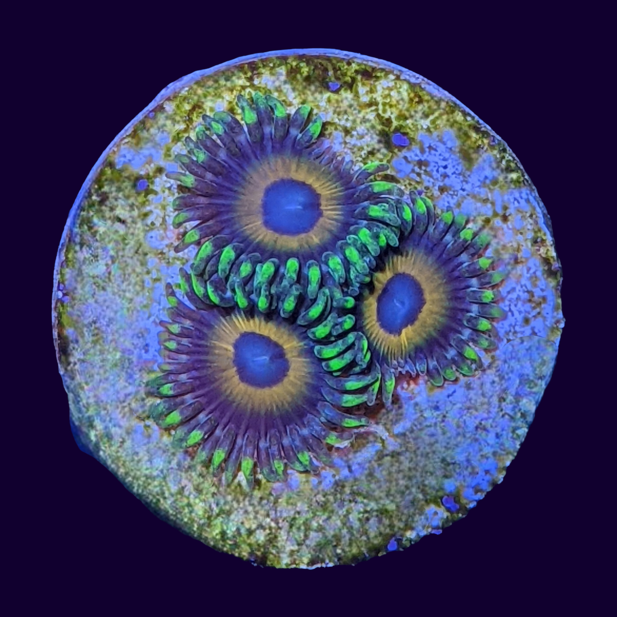 Eagle Eyes Zoa Frag