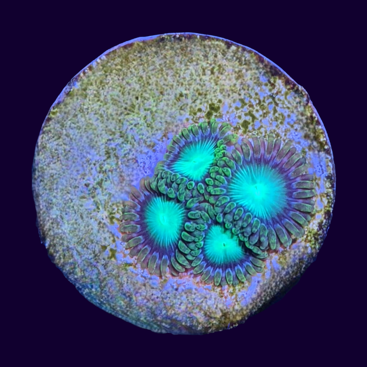 Radioactive Dragons Eyes Zoa Frag